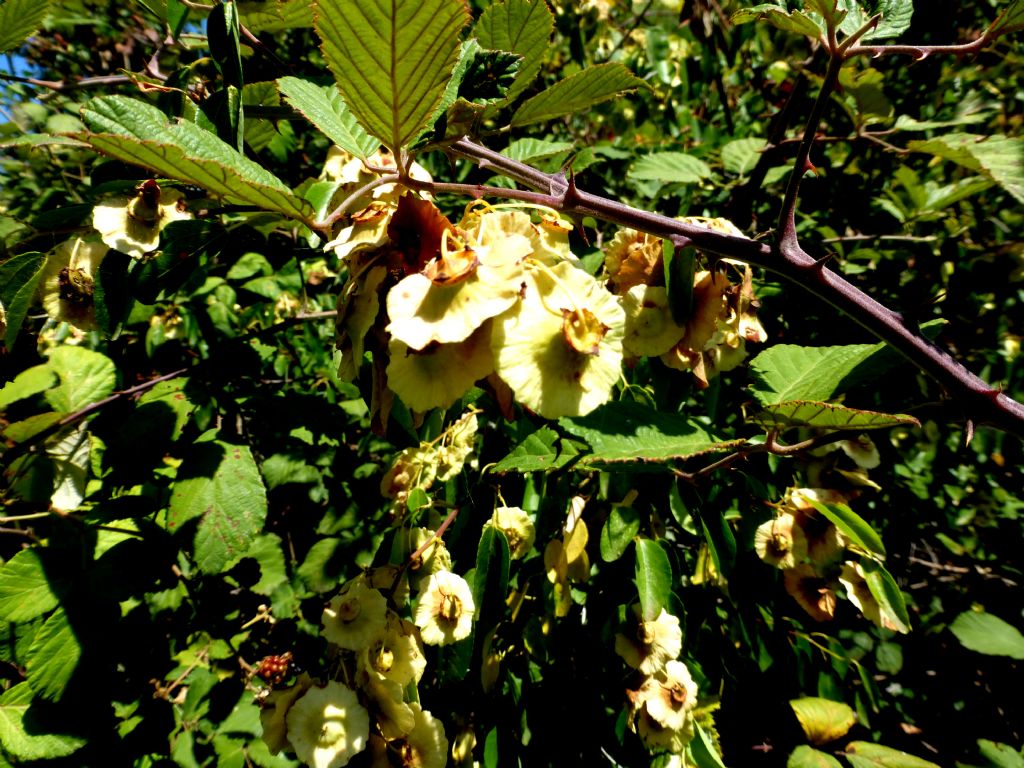 Paliurus spina-christi  (Rhamnaceae)